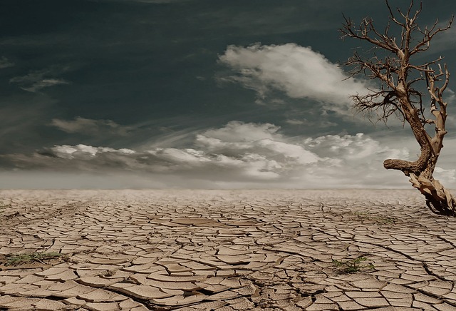 desert, drought, dehydrated, arid, badlands, erosion, tree, nature, dead tree, clouds, horizon, barren, dry soil, dry lands, clay soil, cracked, cracks, dry, hot, devastated, wasteland, deserted
